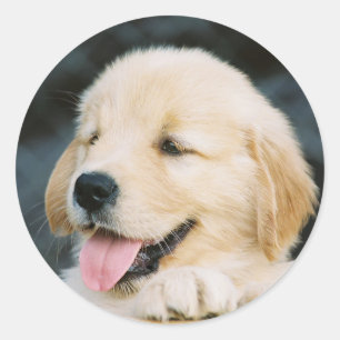 Happy Golden Retriever Puppy Sticker