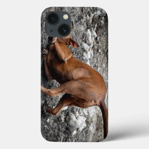Happy Goofy Chocolate Lab Pit Mix Dog 4 iPhone 13 Case