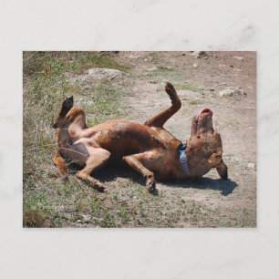Happy Goofy Chocolate Lab Pit Mix Dog Postcard