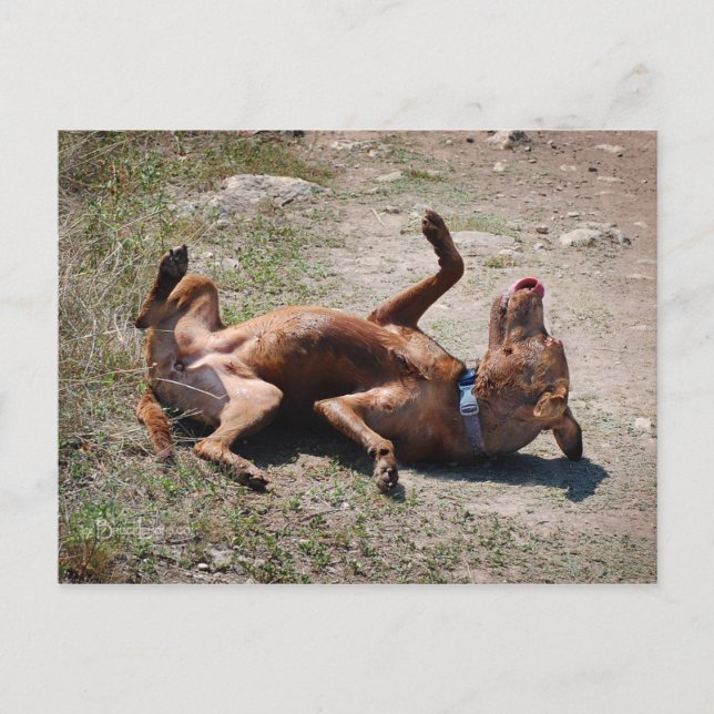 Happy Goofy Chocolate Lab Pit Mix Dog Postcard (Front)