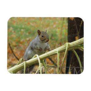 Happy Gray Squirrel Magnet