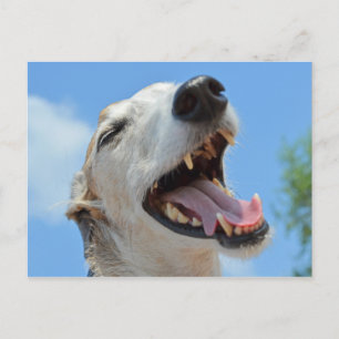 Happy Greyhound Smiling Closeup Postcard
