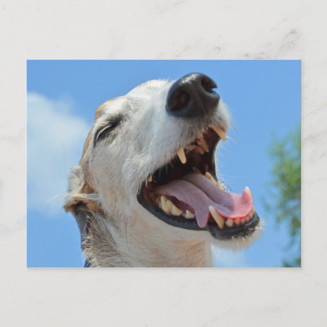 Happy Greyhound Smiling Closeup Postcard (Front)