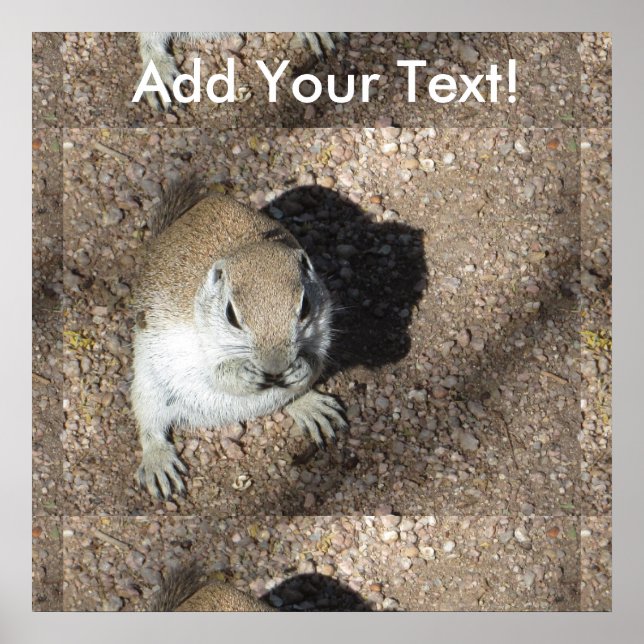 Happy Ground Squirrel Poster (Front)
