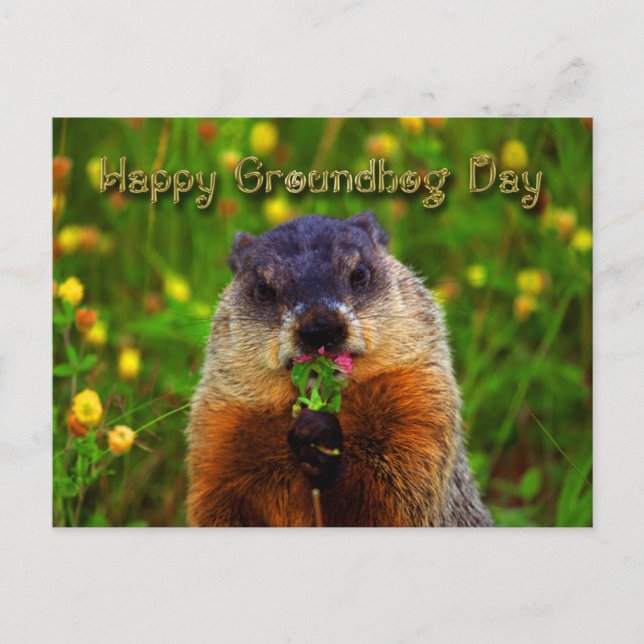 Happy Groundhog Day Eating Flower Postcard (Front)
