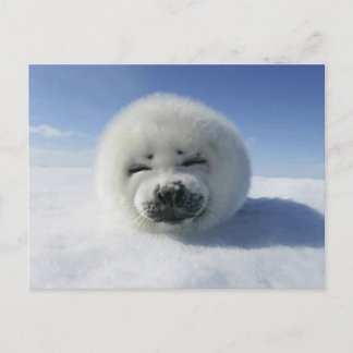 Happy Harp Seal Postcard