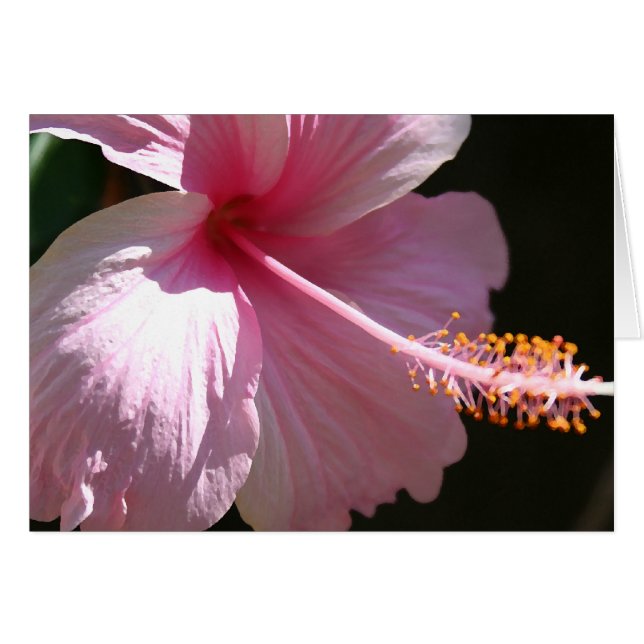 Happy Hibiscus (Front Horizontal)
