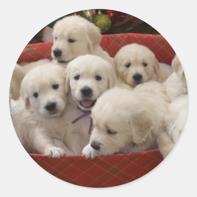 Happy Holiday Golden Retriever puppies Classic Round Sticker (Front)