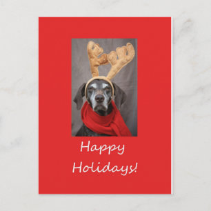 Happy Holidays german shorthaired pointer Holiday Postcard