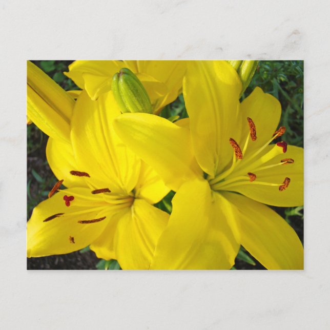 Happy Holidays! Yellow Lily Flowers postcards (Front)