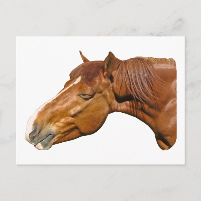 Happy horse postcard (Front)