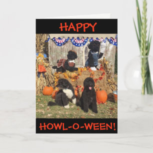Happy Howl-O-Ween!  Bo and Sunny - Greeting Card