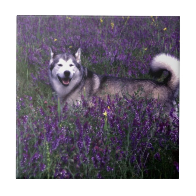 Happy husky dog tile (Front)