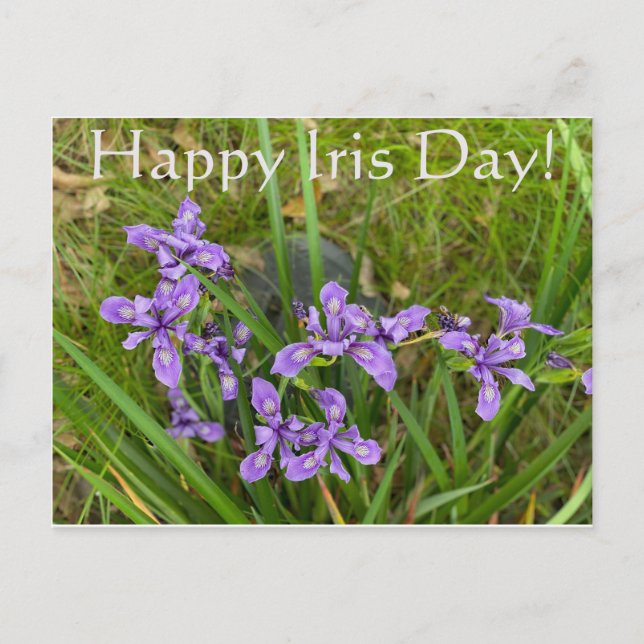 Happy Iris Day! Postcard (Front)