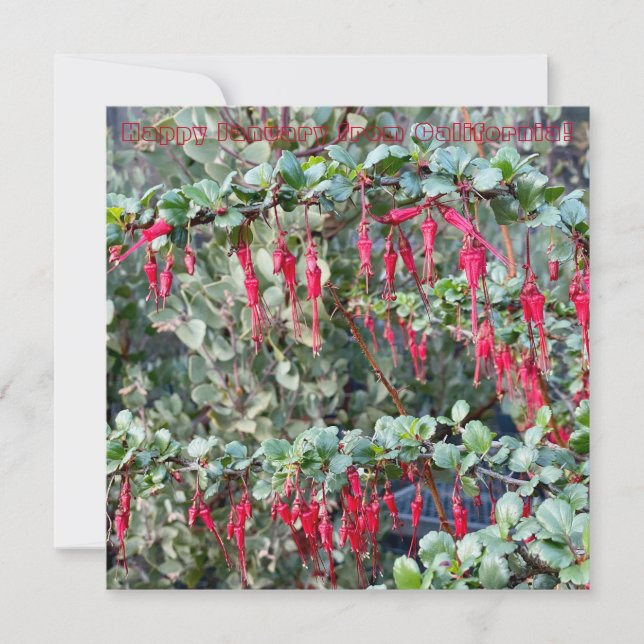 Happy January from California! Card (Front)