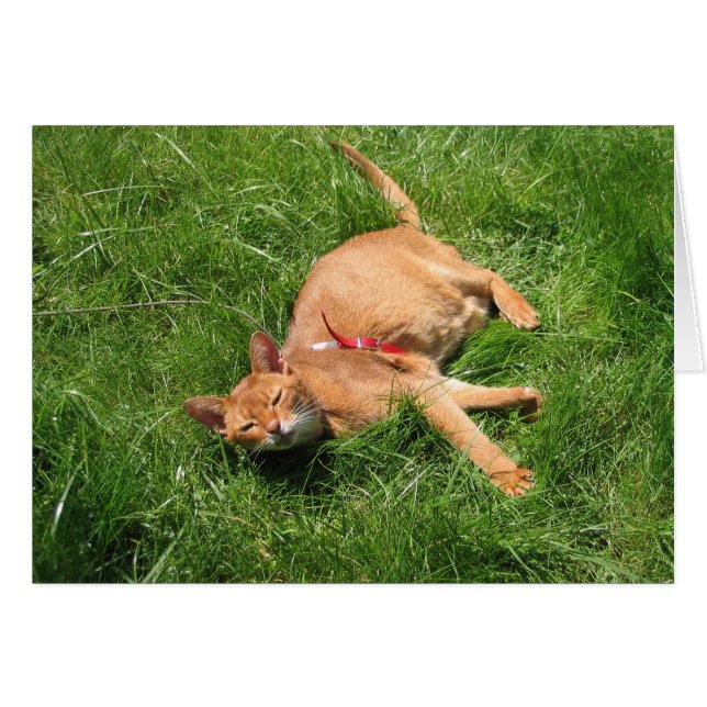 Happy Kitty (Front Horizontal)