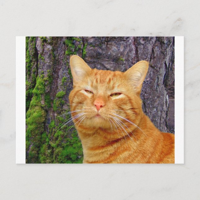 Happy Kitty Kat! Postcard (Front)