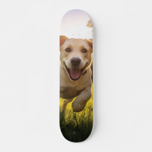 Happy Labrador Puppy Running Skateboard