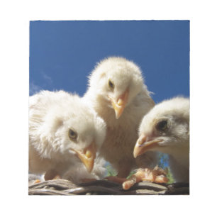 happy little chicken chick notepad