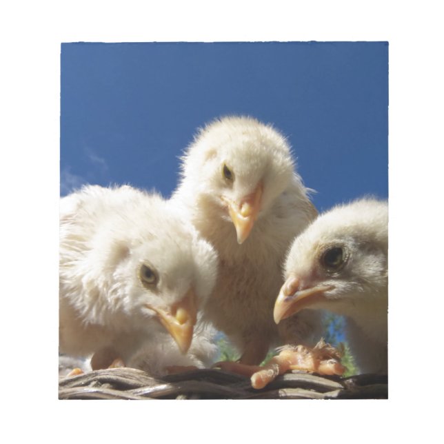 happy little chicken chick notepad (Front)