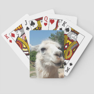 Happy llama playing cards