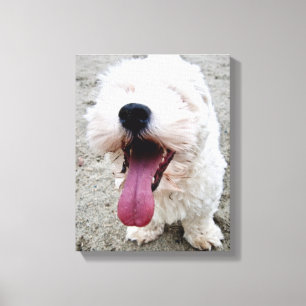 Happy Malteese Puppy Canvas Print
