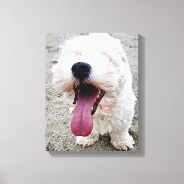 Happy Malteese Puppy Canvas Print (Front)