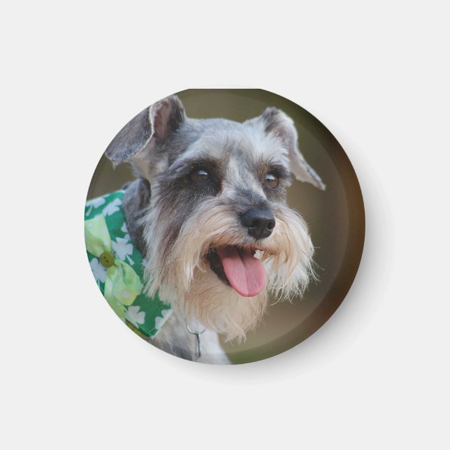 Happy Miniature Schnauzer Puppy Magnet (Front)