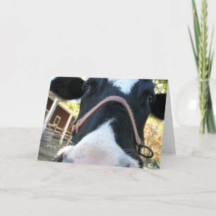 Happy Moo Year Holiday Card