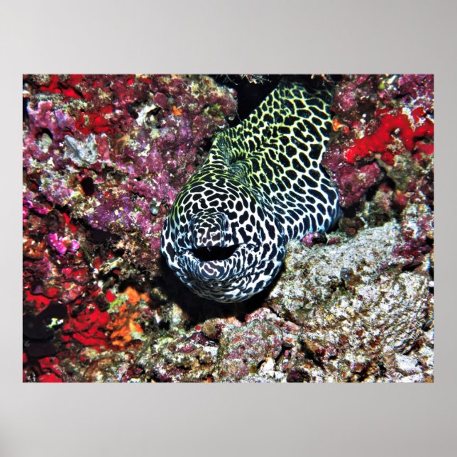 Happy Moray Poster (Front)