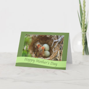 Happy Mother's Day baby Finch Card