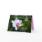 Happy Mother's Day Mother Phalaenopsis Orchid Card