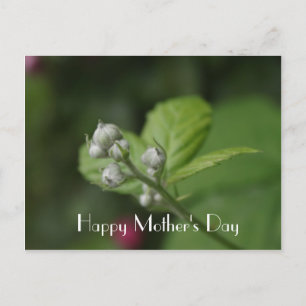 Happy Mother's Day, summer wild raspberry flower Postcard