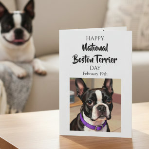 Happy National Boston Terrier Day Feb 19th Card