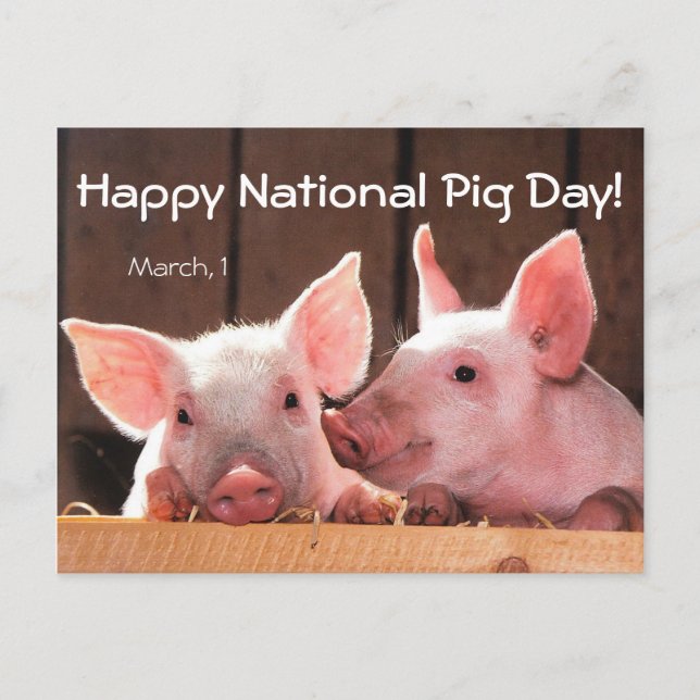 Happy National Pig Day! (March 1) Postcard (Front)