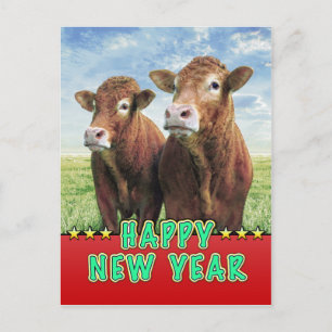 HAPPY NEW YEAR witch the cow boys Holiday Postcard