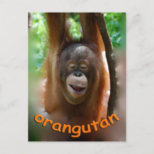 Happy Orangutan Postcard
