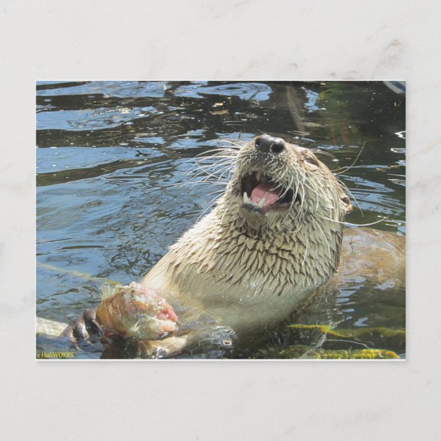 Happy Otter Postcard (Front)