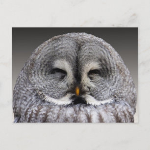 Happy owl postcard