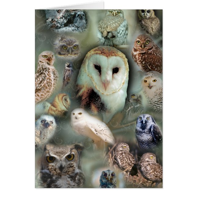 Happy Owls (Front)