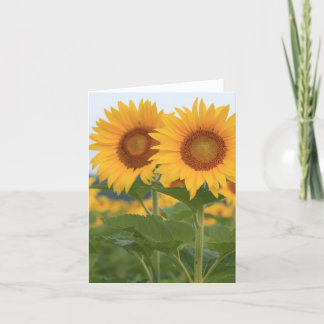 Happy Pair of Sunflowers Note Card