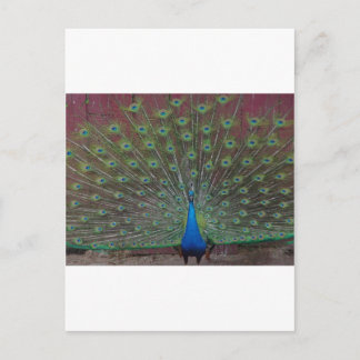 happy peacock postcard
