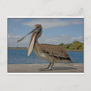 Happy Pelican Postcard