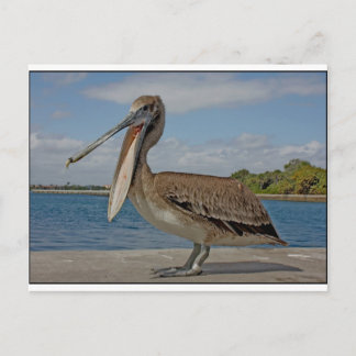 Happy Pelican Postcard