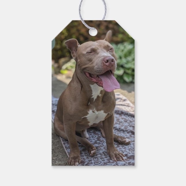 Happy Pit Bull Photography  Gift Tags (Front)