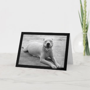 Happy pitbull greeting card