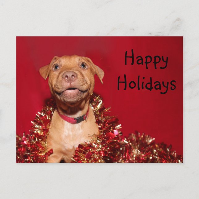 Happy pitbull puppy Christmas Holiday Postcard (Front)