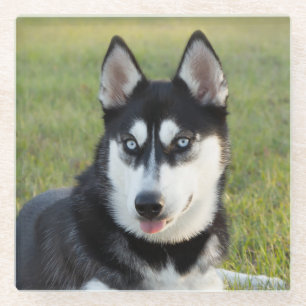 Happy playful Siberian Husky puppy Glass Coaster