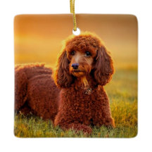 Happy Poodle