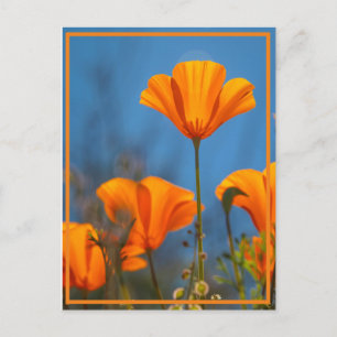 Happy Poppy Postcard
